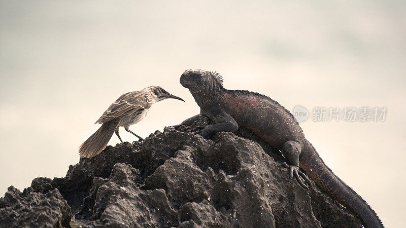 成年海鬣蜥(Amblyrhyncus cristatus)和加拉帕戈斯群岛嘲鸫(Nesomimus)